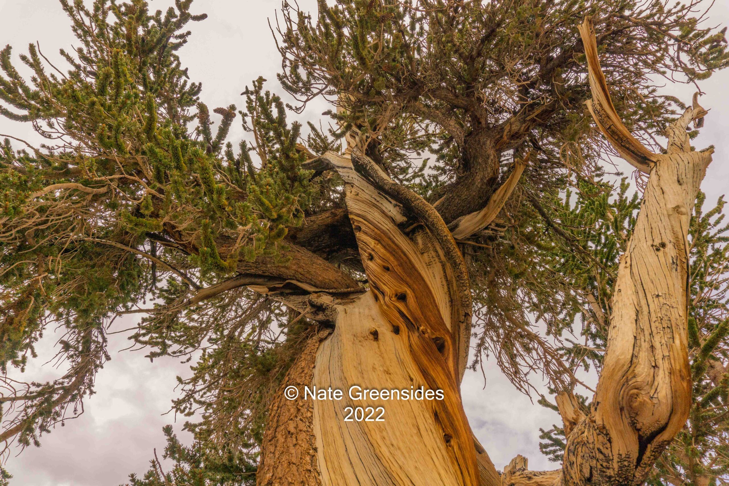 Ancient Bristlecone Pines – July 2022