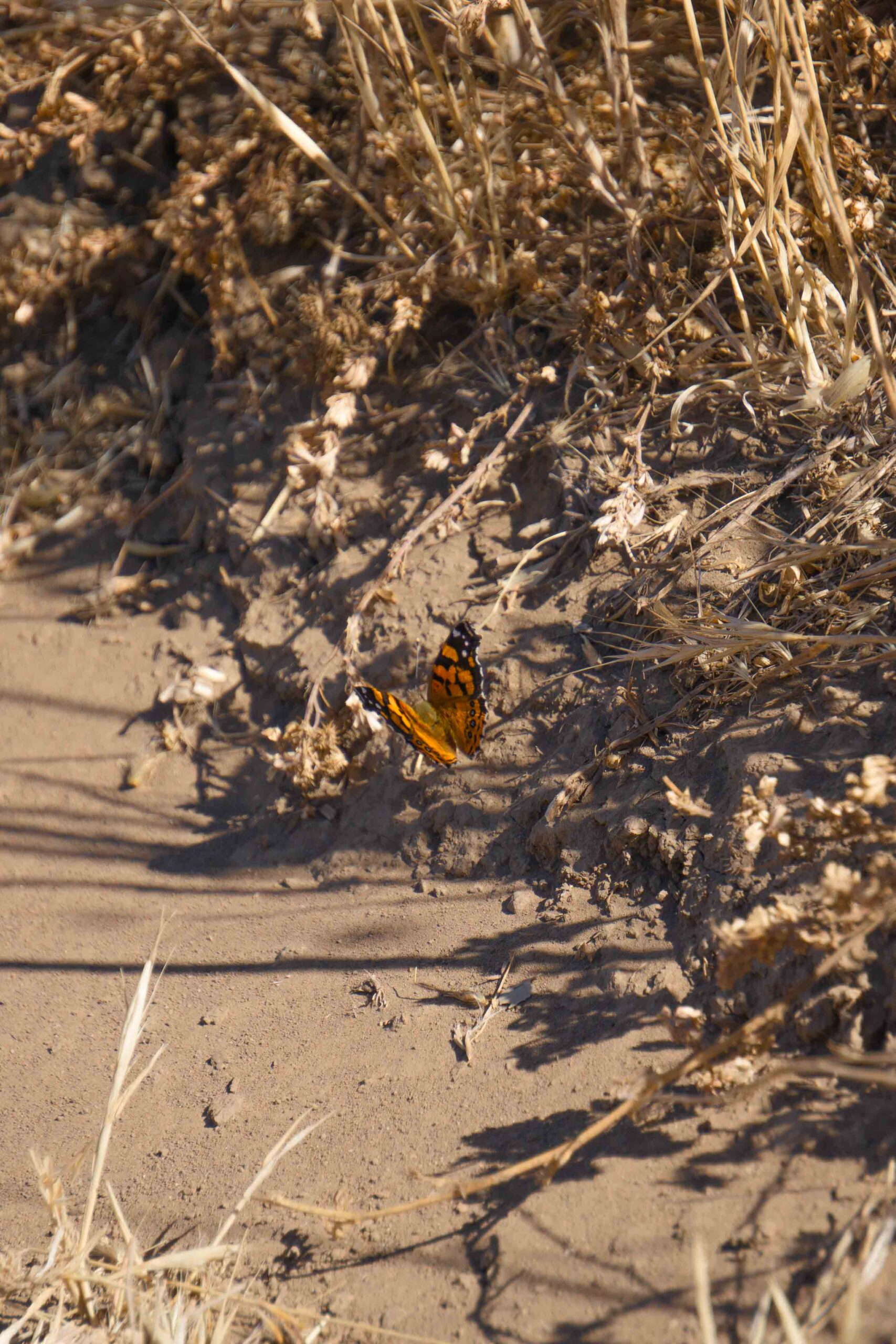 Chino Hills State Park – June 2022